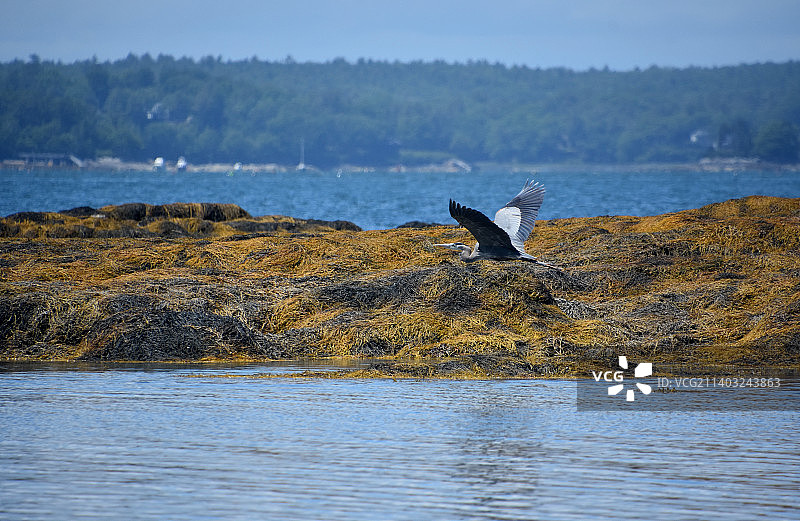 飞行中展开翅膀的大蓝鹭图片素材