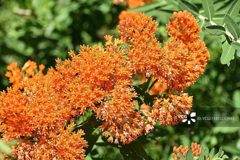 蝴蝶草的美丽明亮橙色花簇图片素材