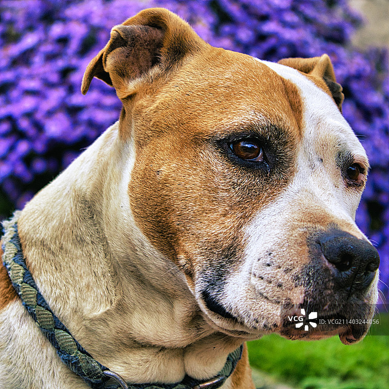 克罗地亚图霍韦茨比特犬的特写镜头图片素材