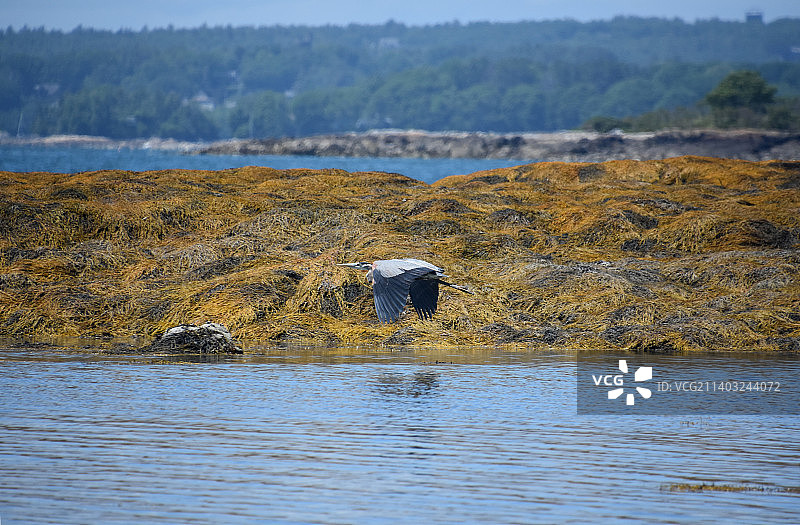 美丽的蓝鹭飞过天空图片素材