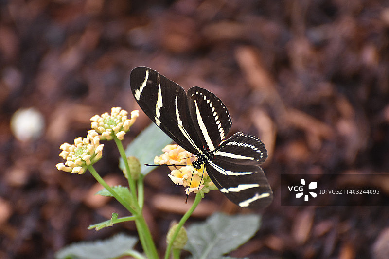春天里斑马蝴蝶的美丽照片图片素材