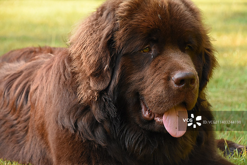 夏天里躺着的大型棕色纽芬兰犬图片素材