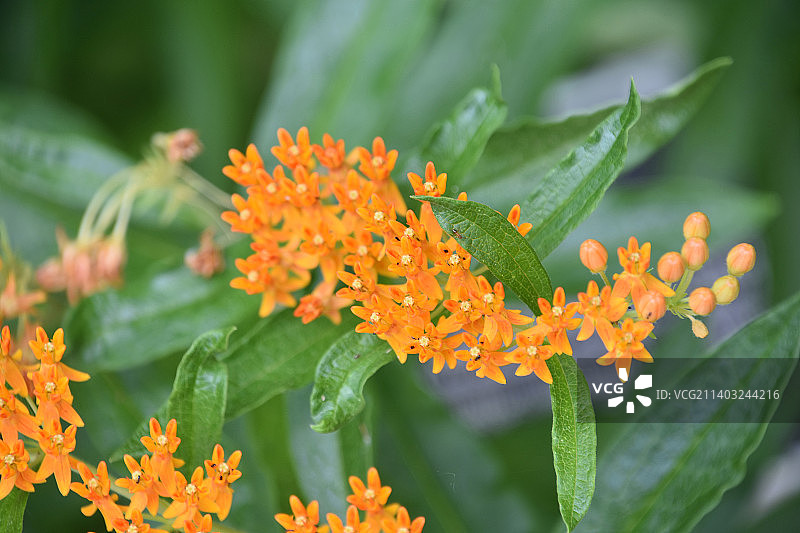 盛开的橙色马利筋花簇图片素材