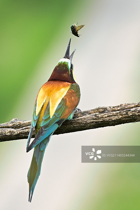 鸟儿栖息在树枝上的特写，凯撒斯图尔，恩丁根，德国图片素材