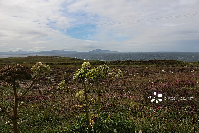 爱尔兰托里岛的草地田野风光图片素材