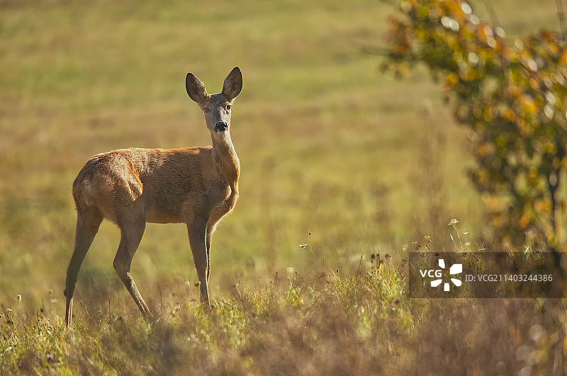 罗马尼亚田野上站立的白色狍鹿肖像图片素材