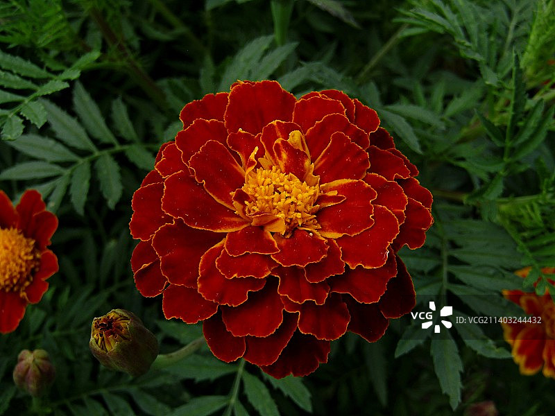 红色开花植物的特写图片素材