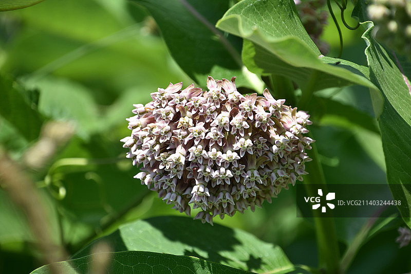 盛开的淡粉色马利筋花图片素材