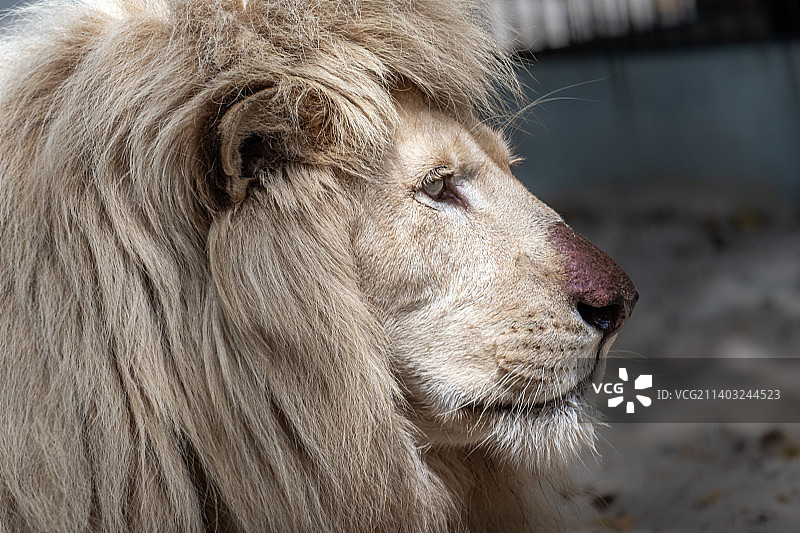 狮子特写图片素材