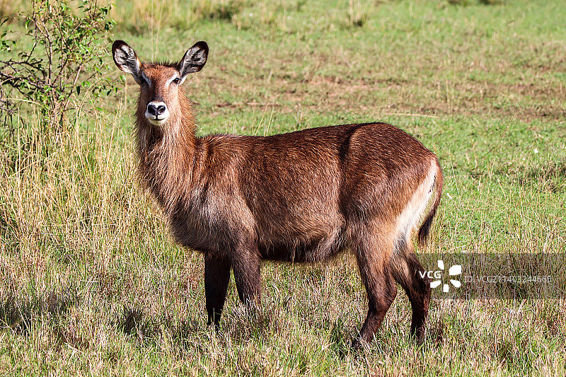 马赛马拉国家公园里充满怀疑的非洲水羚图片素材