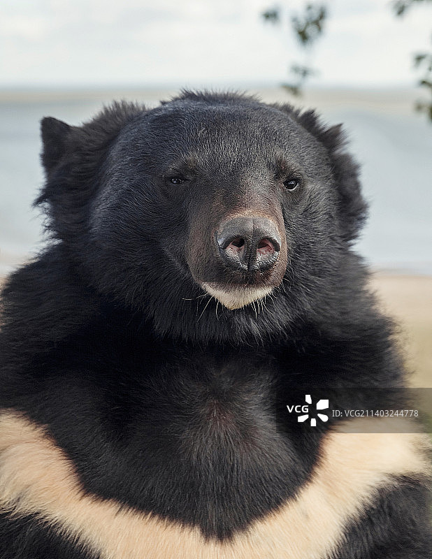 美洲黑熊肖像图片素材