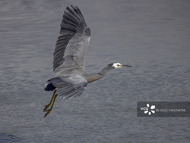 新西兰在海上飞行的红褐色鹭鸟高角度视图图片素材