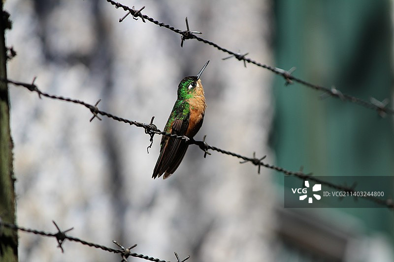 仰视视角下栖息在带刺铁丝上的蜂鸟，巴西蒙特维德图片素材