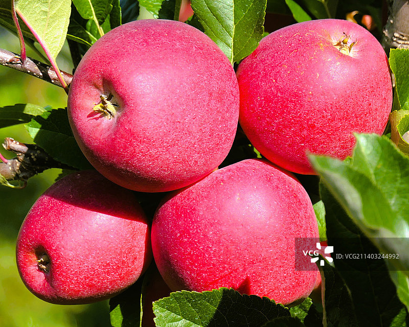 树上生长的苹果特写图片素材