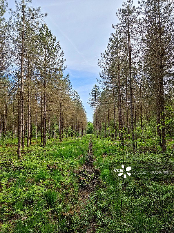 森林中的树木，以天空为背景图片素材