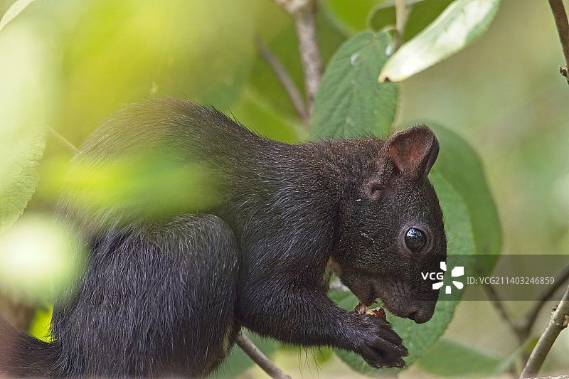 德国树上松鼠的特写图片素材