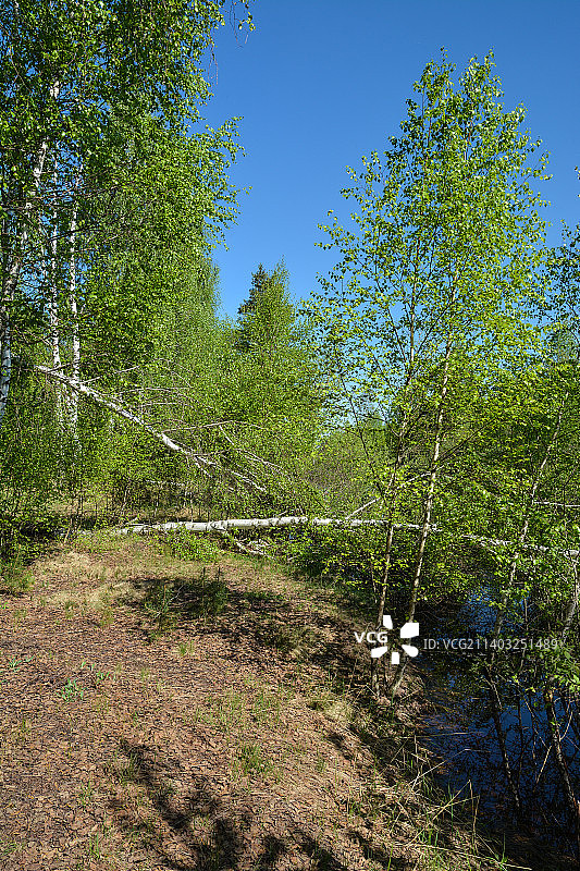 俄罗斯，晴空下的森林树木图片素材