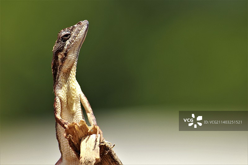 伞蜥在植物上的特写，印度奥里萨邦巴尔加尔图片素材
