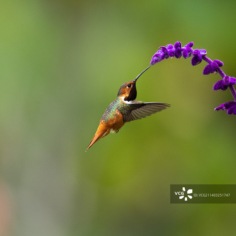 雄性艾伦蜂鸟以墨西哥鼠尾草花蜜为食，美国加利福尼亚州蒙特西托图片素材