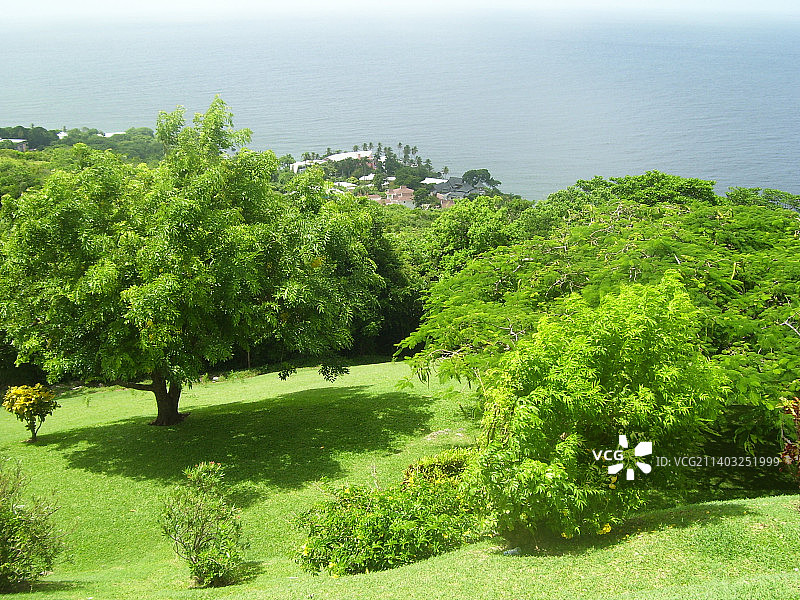 特立尼达和多巴哥多巴哥岛海边树木高角度视图图片素材