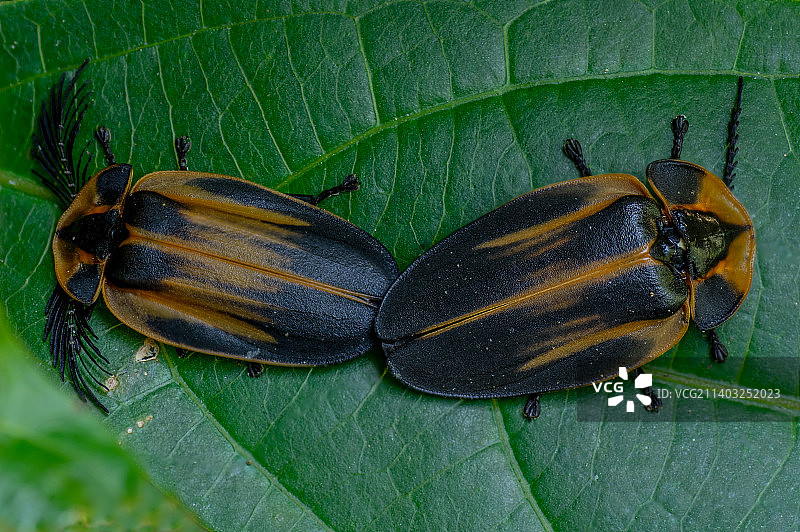 巴西里约热内卢州树叶上的昆虫高角度视图图片素材