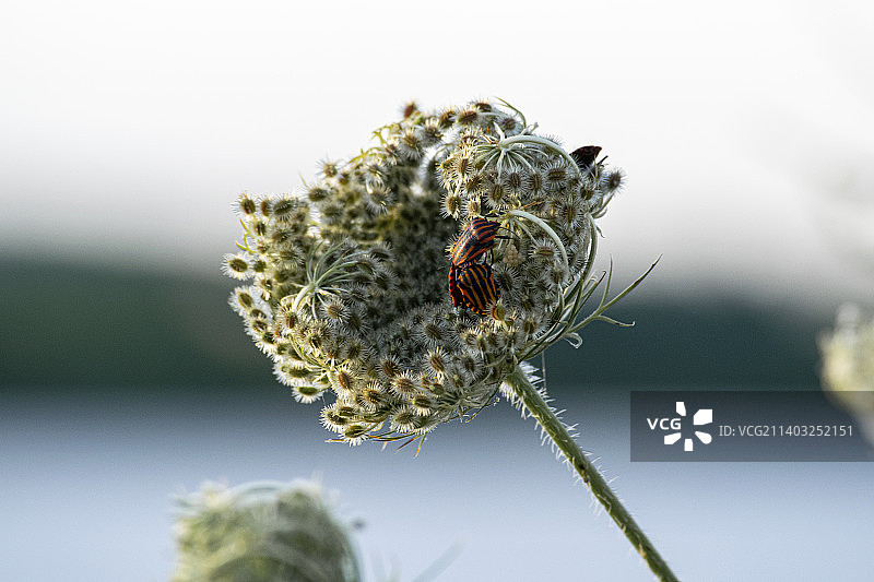 匈牙利花朵上的昆虫特写图片素材