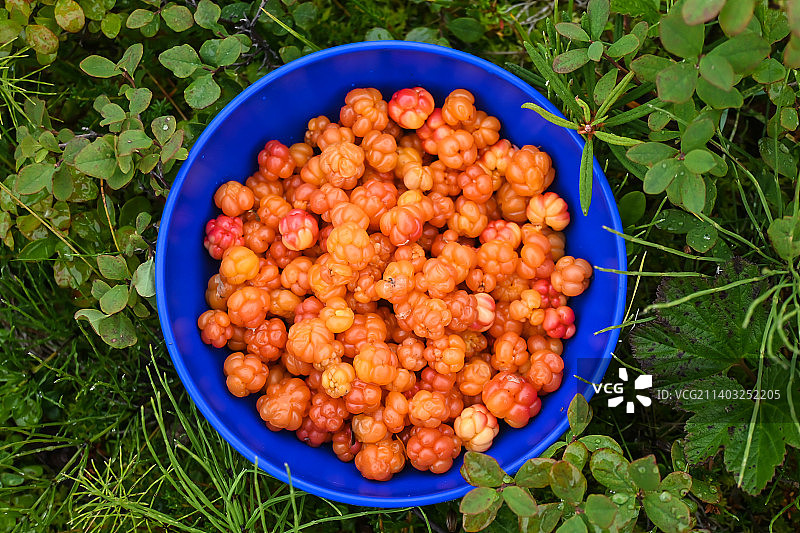 田野中碗里的草莓俯视图图片素材
