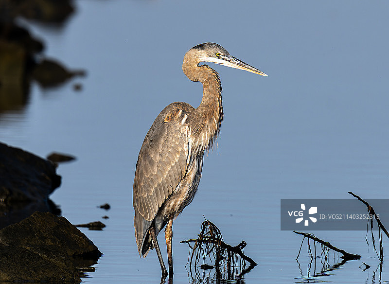 美国海洋海滩三色大蓝鹭图片素材