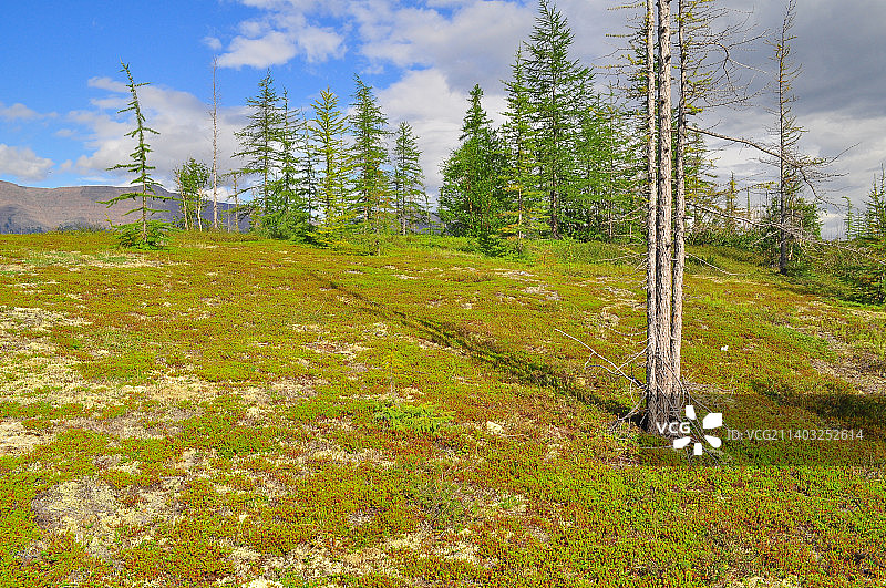 俄罗斯普托拉纳高原山麓的苔原图片素材