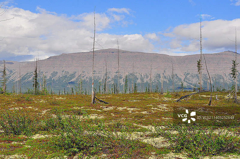俄罗斯普托拉纳高原山麓的苔原图片素材