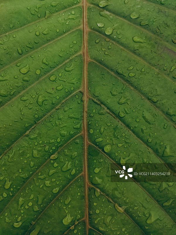 湿叶子的全画幅照片图片素材