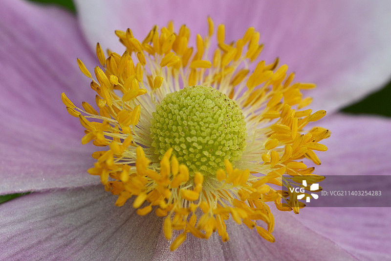 黄色花朵特写，奥地利弗拉尔贝格州图片素材