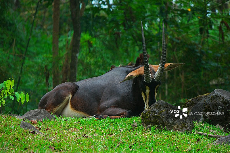 普里根野生动物园中的长角羚图片素材