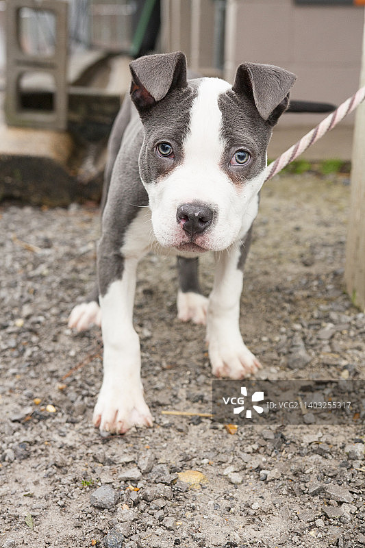 站在人行道上的斗牛梗犬肖像图片素材
