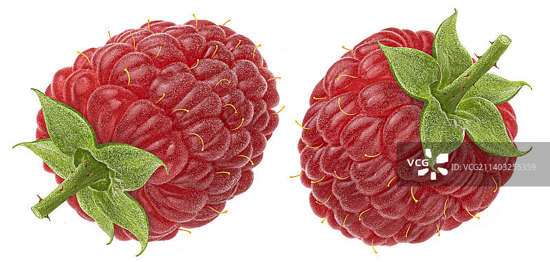 白色背景上的浆果特写图片素材