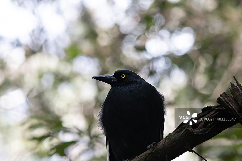 澳大利亚新南威尔士州卡通巴，栖息在树枝上的乌鸦特写图片素材
