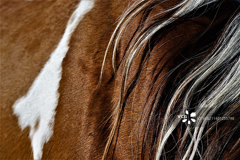 马的特写图片素材