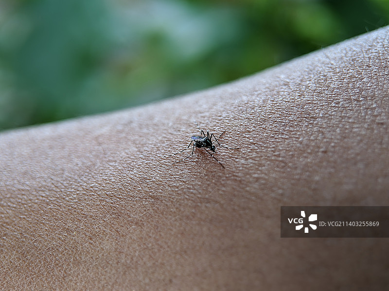 手部纹理上蚊子昆虫的微距照片，马来西亚登嘉楼图片素材