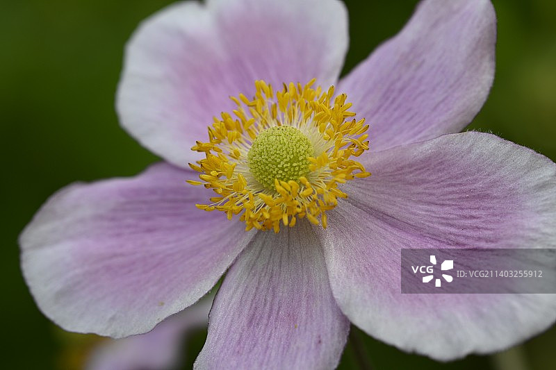 紫色花朵特写，奥地利弗拉尔贝格州图片素材