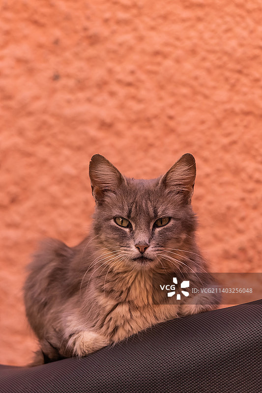 猫咪靠墙坐着的特写肖像图片素材