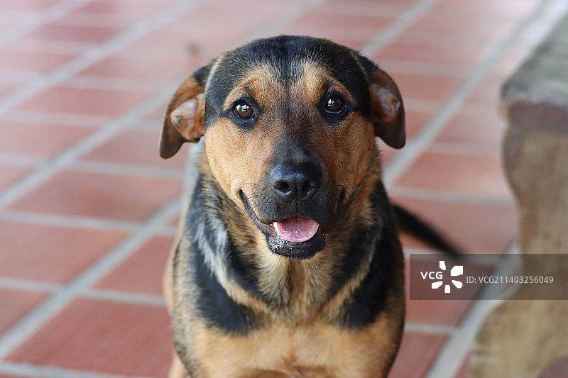 狗狗特写，巴西库里蒂巴图片素材