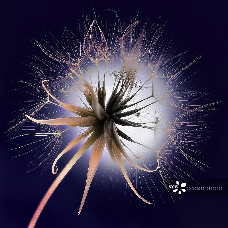 黑色背景下的蒲公英特写图片素材