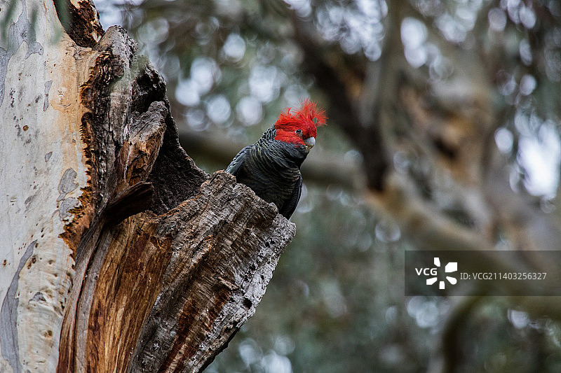 仰视角度拍摄的栖息在树上的鸟，堪培拉，澳大利亚首都领地，澳大利亚图片素材