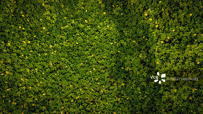 绿色植物的全画幅镜头图片素材