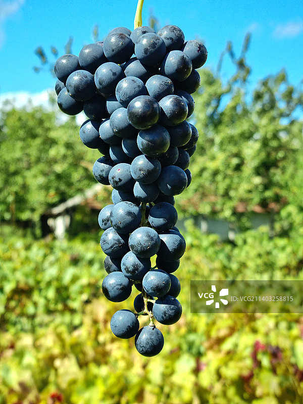 葡萄园里生长的葡萄的特写图片素材