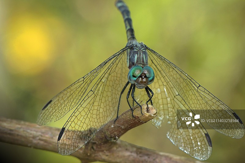小树枝上的蜻蜓特写图片素材