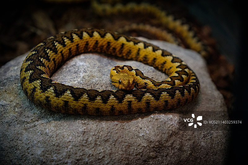 意大利贝内文托岩石上的蝰蛇特写图片素材