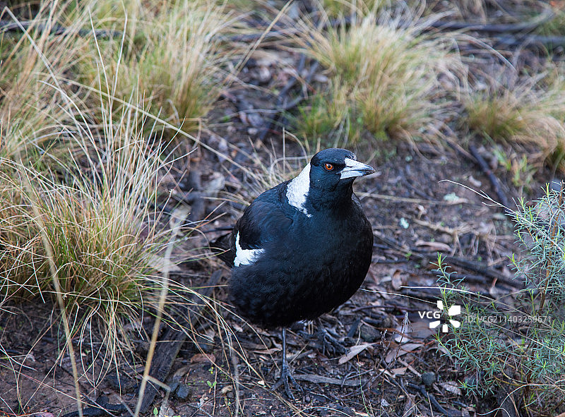 喜鹊栖息在田野上的特写，堪培拉，澳大利亚首都领地，澳大利亚图片素材