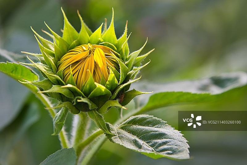 向日葵植物特写图片素材
