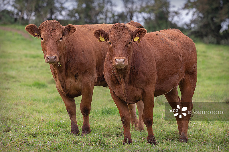 英国阿马：草地上站立的奶牛肖像图片素材